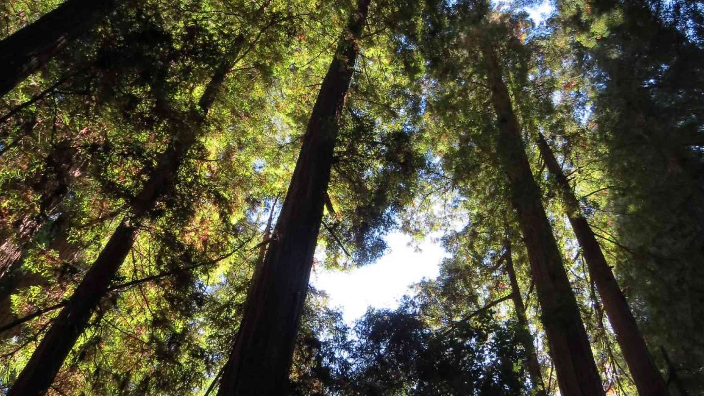 Redwood forest canopy